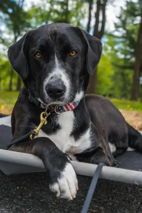 behavior (500 x 570 px) (500 x 750 px)